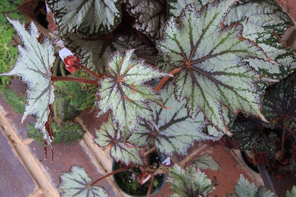 B. ‘Deco Flash’